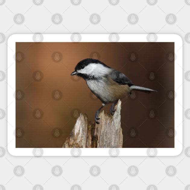 Chickadee Sticker by Jim Cumming